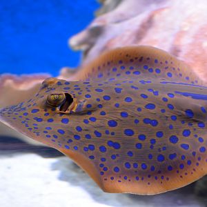 Bluespotted Fantail Ray