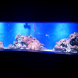 Reef tank