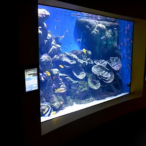 Reef tank example
