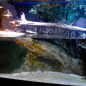 Juvenile saltwater crocodile tank