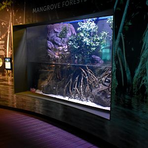 Mangrove tank