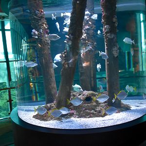 Mangrove tank