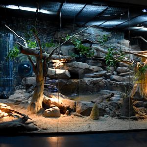 Scrub Python/Rankin's Long-necked Turtle/lizard enclosure