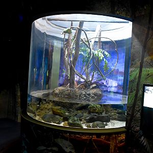 Green Tree Python enclosure