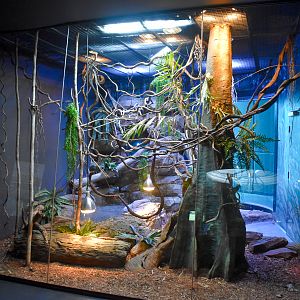Emerald Tree Monitor/Major Skink enclosure