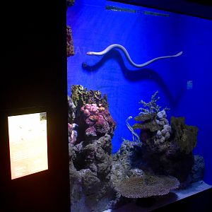 Olive Sea Snake tank