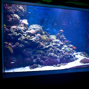 Reef tank example
