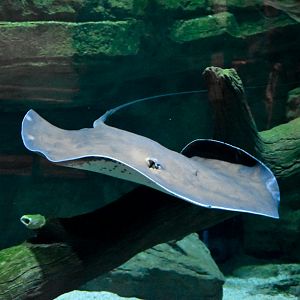 Freshwater Whipray