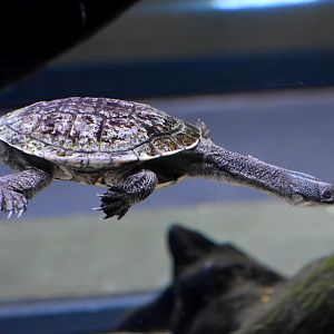 Rankin's Long-necked Turtle