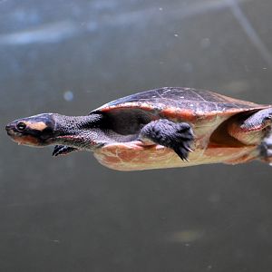 Jardine River Turtle