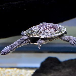 Rankin's Long-necked Turtle