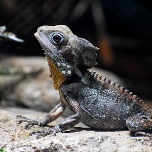 Boyd's Forest Dragon