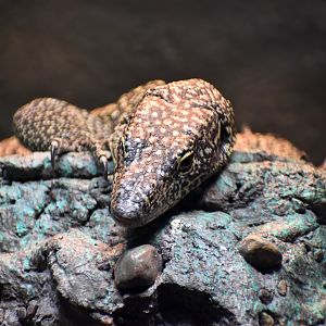 Australian Mangrove Monitor