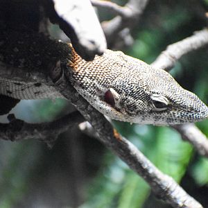 Spotted Tree Monitor