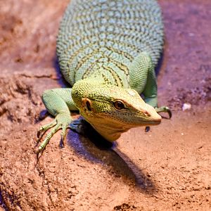 Emerald Tree Monitor