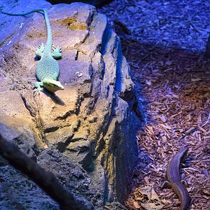 Mixed Reptiles: Emerald Tree Monitor and Major Skink