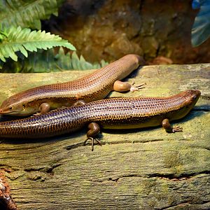 Major Skinks