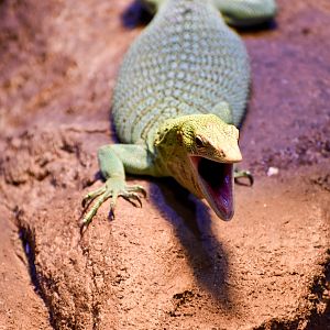 Emerald Tree Monitor yawning