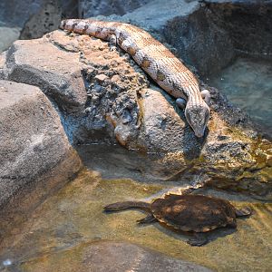 Mixed Reptiles: Eastern Bluetongue and Rankin's Long-necked Turtle