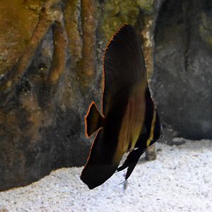 Pinnate Batfish