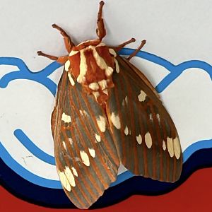 Regal Moth (Citheronia regalis)