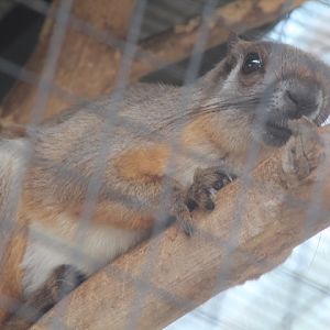 Cream-coloured giant squirrel (Ratufa affinis hypoleucos)