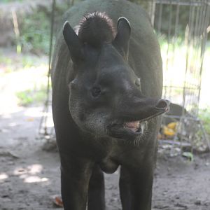 Brazilian tapir (Tapirus terrestris terrestris)