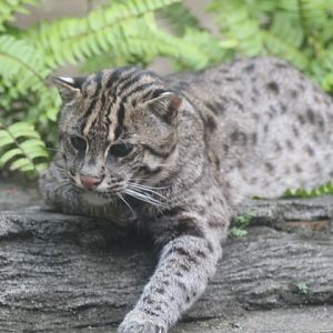 Javan fishing cat (Prionailurus viverrinus rizophoreus)