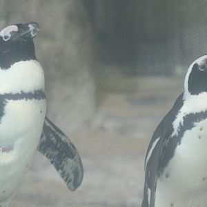 African penguin (Spheniscus demersus)