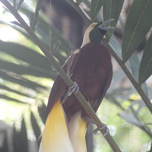Lesser bird-of-paradise (Paradisaea minor minor)