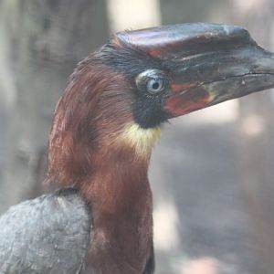Mindanao rufous hornbill (Buceros mindanensis mindanensis)