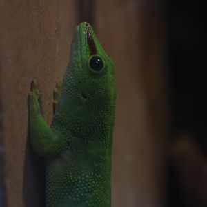 Madagascar giant day gecko (Phelsuma grandis)