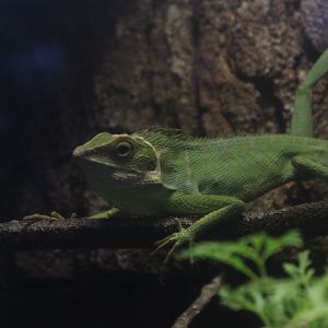 Maned forest lizard (Bronchocela jubata)