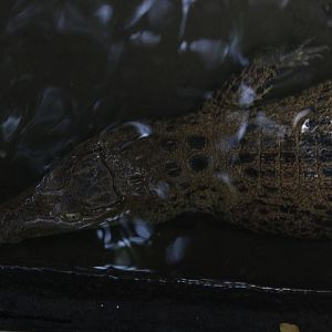 New Guinea crocodile (Crocodylus novaeguineae)