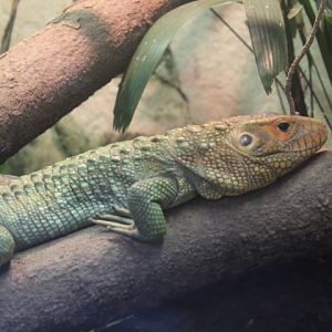 Northern caiman lizard (Dracaena guianensis)