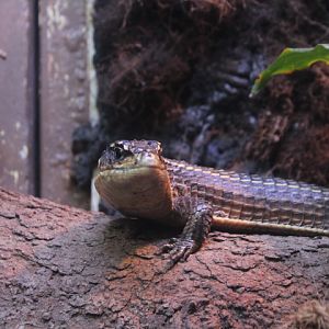 Eastern tawny plated lizard (Broadleysaurus major major)