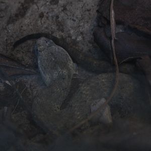 Smooth-scaled death adder (Acanthophis laevis)