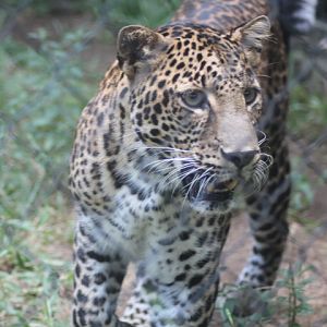 Javan leopard (Panthera pardus melas)