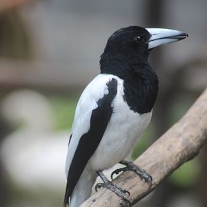 Hooded butcherbird (Cracticus cassicus cassicus)