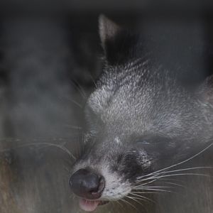 Malayan civet (Viverra tangalunga tangalunga)