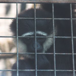 Mountain agile gibbon (Hylobates agilis agilis)