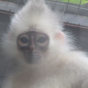 Mitered langur (Presbytis mitrata)