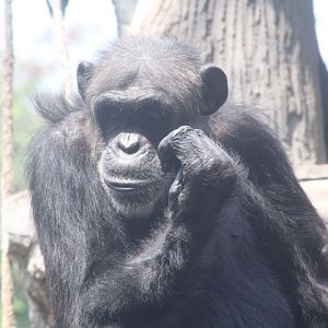 Central chimpanzee (Pan troglodytes troglodytes)