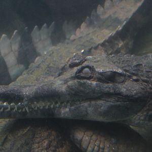 False gharial (Tomistoma schlegelii)