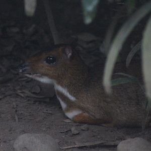 Java mouse-deer (Tragulus javanicus)