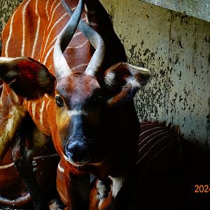 Eastern Bongo (Tragelaphus eurycerus isaaci)