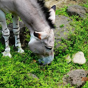 Somali Wild Ass (	Equus africanus somaliensis)