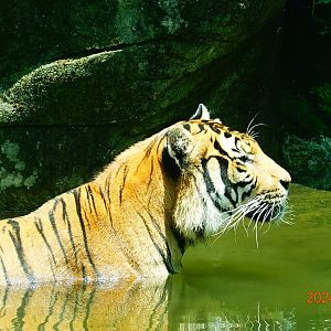 Malayan Tiger (Panthera tigris jacksoni)