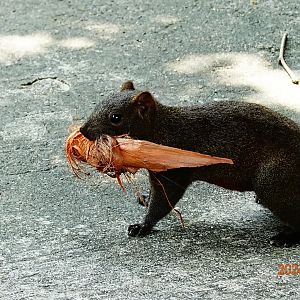 Taiwanese Pallas’s Squirrel (Callosciurus erythraeus thaiwanensis)