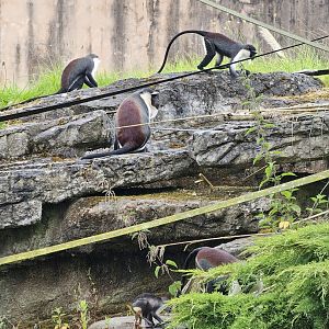 Roloway Monkey family